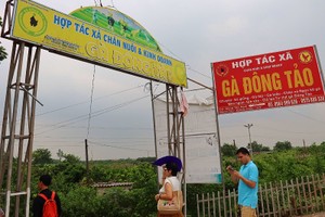 Hợp tác xã chăn nuôi và kinh doanh gà đông tảo tại huyện Khoái Châu, tỉnh Hưng Yên. (Ảnh: Nguyễn Linh)