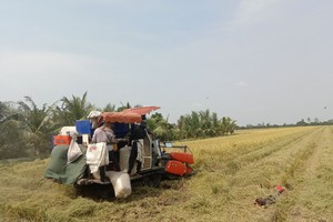 Đảm bảo cung ứng vốn thu mua lúa hàng hoá khu vực Đồng bằng sông Cửu Long