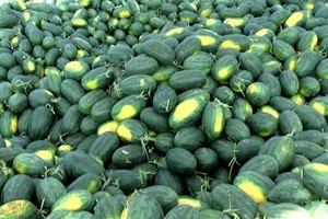 Doanh nghiệp Việt cần lưu ý các tiêu chuẩn về kiểm dịch thực vật khi xuất khẩu dưa hấu sang Trung Quốc.