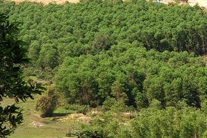 Yêu cầu Công ty Cao su Quảng Ngãi chấm dứt việc hợp đồng với người dân trồng keo