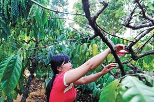 Việt Nam đứng đầu thế giới về sản lượng cà phê robusta Ảnh: Đức Thanh