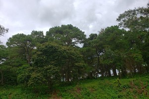 Tỉnh Kon Tum sẽ trồng mới 670 ha rừng. Ảnh minh họa