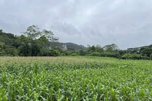 Nhiều bất cập, vướng mắc trong quản lý, sử dụng đất đã và đang được xử lý. Ảnh Mỹ An.