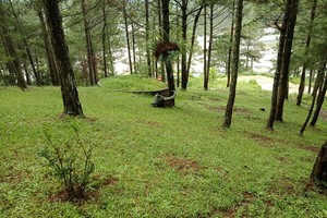 Rừng thông ba lá ở Lâm Đồng.