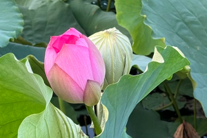 Không có nhiều bông sen ướp trà ngay trên đầm như thế này. Ảnh: Mỹ An. 