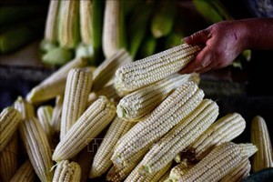Ngô được bày bán tại một chợ ở Mexico City, Mexico. Ảnh: AFP/TTXVN