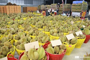 Sầu riêng là trái cây xuất khẩu giá trị, đóng góp lớn vào con số 3,5 tỷ USD xuất khẩu toàn ngành rau quả nửa đầu năm 2024.