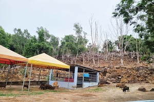 Theo kết quả kiểm tra của UBND TP. Vũng Tàu, hơn 2.000 m2 cây xanh nằm trong Khu du lịch Hồ Mây Park Vũng Tàu đã chết và bị chủ đầu tư cắt bỏ Ảnh: Gia Huy