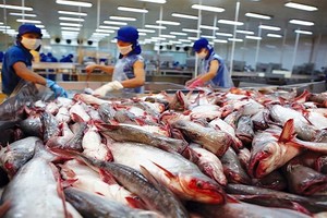 Xuất khẩu cá tra giữ "phong độ" tốt trong tháng 7