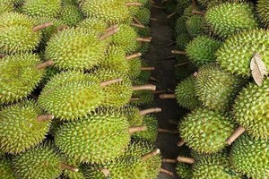 Bỏ tư duy “ăn xổi” trong phát triển ngành hàng sầu riêng