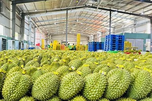 Xuất khẩu gần 800 triệu USD sầu riêng qua cửa khẩu Kim Thành, Lào Cai