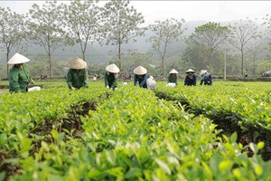 (Ảnh minh họa: Vũ Sinh/TTXVN)