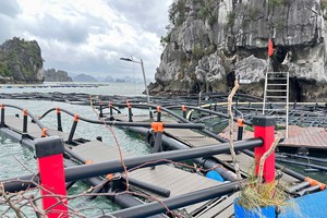 Sau cơn bão Yagi, khu vùng nuôi của STP Group tại Quảng Ninh bị đứt và trôi đi hết. Ảnh: Vasep