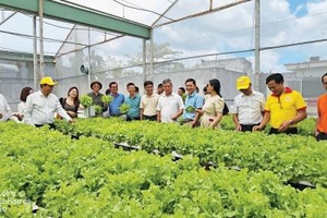 Việc hỗ trợ doanh nghiệp nhỏ và vừa trong lĩnh vực nông nghiệp năm 2024 sẽ tiếp thêm động lực, cơ hội phát triển, mở rộng thị trường cho các doanh nghiệp trong lĩnh vực này. 