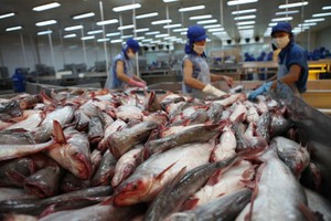 Giá xuất khẩu cá tra sang Mỹ, Trung Quốc, EU có thể tiếp tục cải thiện do nhu cầu tăng lên