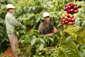 Giá xuất khẩu cà phê tăng tới hơn 50% so với cùng kỳ năm 2023.