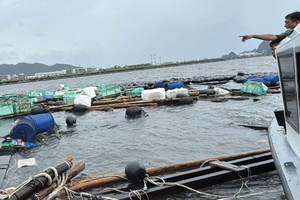 Ngành nông nghiệp chịu thiệt hại gần 40.000 tỷ đồng do bão Yagi, nhưng chỉ khoảng 17% tổn thất được bảo hiểm