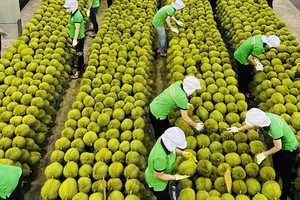 Một trong những thị trường nhập khẩu lớn trái cây của Việt Nam là thị trường Trung Quốc.