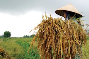 Người nông dân còn khó tiếp cận các sản phẩm bảo hiểm nông nghiệp