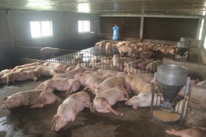 Một dự án chăn nuôi lợn quy mô trang trại tại huyện Cam Lộ, tỉnh Quảng Trị. Ảnh: Tiến Nhất