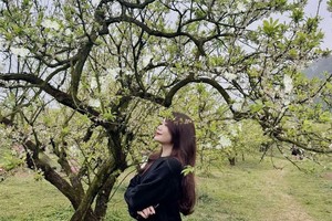 Thời điểm hiện tại, hoa mận đã thưa dần, nhường chỗ cho những tán lá non xanh mướt. Ảnh: Hải Yến