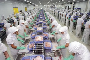 Giá cá tra nguyên liệu tăng mạnh từ giữa năm 2024 và đang ở mức cao nhất trong vòng 3 năm