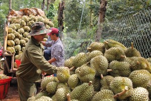 Xuất khẩu sầu riêng bất ổn khiến xuất khẩu rau quả giảm mạnh 3 tháng liên tiếp.