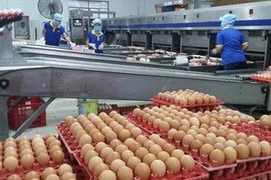 Singapore chính thức mở cửa thị trường một số sản phẩm thịt và trứng gia cầm từ Việt Nam.