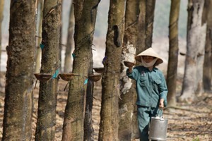 Năm nay, Cao su Phước Hòa đặt chỉ tiêu lợi nhuận giảm 23,4% so với mức thực hiện năm ngoái