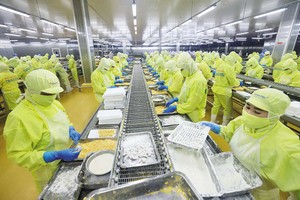 Doanh nghiệp xuất khẩu sang EU ngày càng chịu nhiều rào cản. Trong ảnh: Chế biến tôm xuất khẩu tại nhà máy thủy sản Minh Phú 