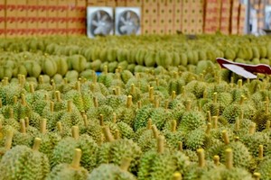 Xuất khẩu sầu riêng giảm mạnh đã kéo xuất khẩu toàn ngành rau quả đi xuống.