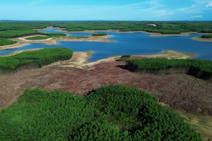 Quảng Trị chấm dứt dự án đầu tư của Công ty Sâm Cầm