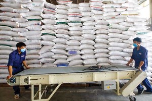 Gạo chất lượng cao đang chiếm 60 - 70% tổng lượng gạo xuất khẩu của Việt Nam. Ảnh: Đức Thanh