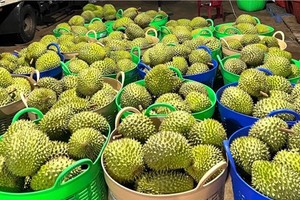 Xuất khẩu rau quả nửa đầu năm 2025 giảm 9,7% so với cùng kỳ do sự suy giảm của mặt hàng sầu riêng.