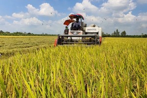 Diện tích sử dụng các giống lúa chất lượng cao, lúa nếp và các giống lúa thuần đã lên tới hơn 61.000 ha, chiếm 76,7% tổng diện tích.