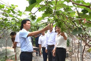 Liên kết vùng trồng, mở lối tiêu thụ cho nông sản Hà Nội 