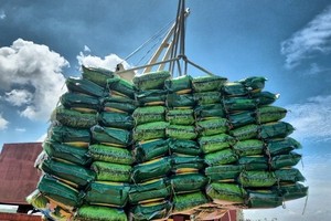 Nhanh chóng hoàn thuế VAT cho doanh nghiệp xuất khẩu gạo