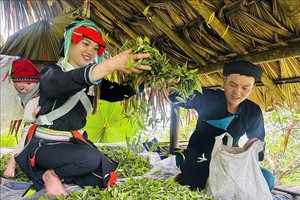Ở Hợp tác xã Hệ sinh thái du lịch Suối Giàng (Lào Cai), đồng bào Mông chính là chủ thể đánh thức “vàng xanh” của núi rừng.