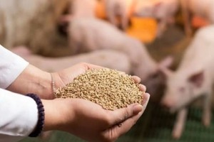 Xuất khẩu thức ăn gia súc bật tăng mạnh, thu về hơn 1 tỷ USD. 