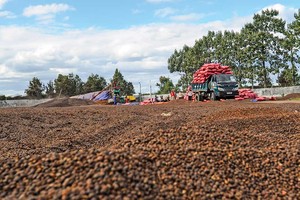 Cà phê là một trong những mặt hàng đem lại giá trị xuất khẩu cao 