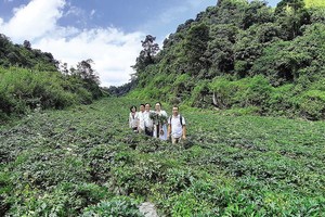 “Cây vàng” đã hồi sinh rừng núi Bắc Hà 