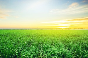 AgriS: kiên định xây dựng một hình mẫu về doanh nghiệp phát triển bền vững