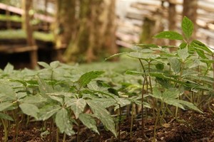 Đà Nẵng kích hoạt đầu tư vào công nghiệp dược liệu 