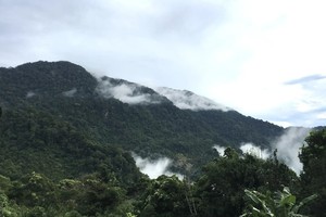 Quảng Ngãi tháo gỡ vướng mắc dự án trồng dược liệu 200 tỷ đồng 