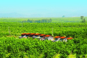 Hàng chục triệu cổ phiếu giá sàn đã được hấp thụ hết, điều tích cực gì đang xảy ra ở HNG?