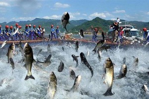 Nam Việt (ANV): Cổ phiếu tăng trần, lãnh đạo muốn bán bớt 5 triệu cổ phiếu