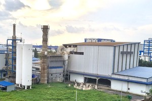 Đông Dương (DDG) đẩy mạnh lĩnh vực Biomass, mở rộng trồng và khai thác rừng trồng