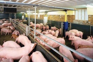 Chăn nuôi Mitraco (MLS) tiếp tục chia cổ tức 27,1% bằng tiền