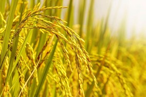 Trung An (TAR) phát hành gần 4,2 triệu cổ phiếu trả cổ tức năm 2020