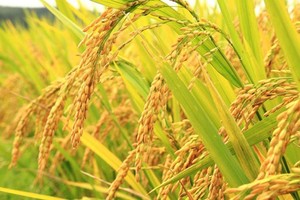 Chủ tịch HĐQT Vinaseed (NSC) từ nhiệm, Phó chủ tịch Tập đoàn PAN (PAN) lên tiếp quản